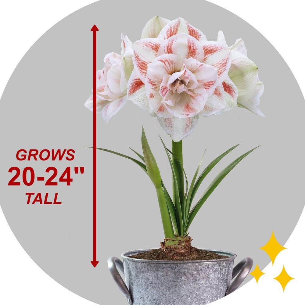  26/28 Cm Galaxy Nymph Double White Amaryllis Bulb Gift Kit With Zinc Container