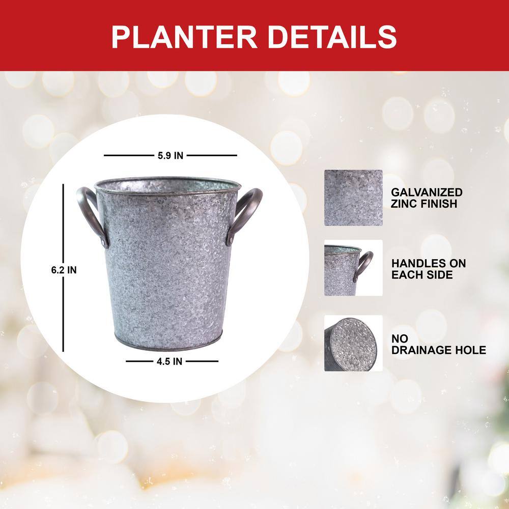  26/28 Cm Galaxy Nymph Double White Amaryllis Bulb Gift Kit With Zinc Container