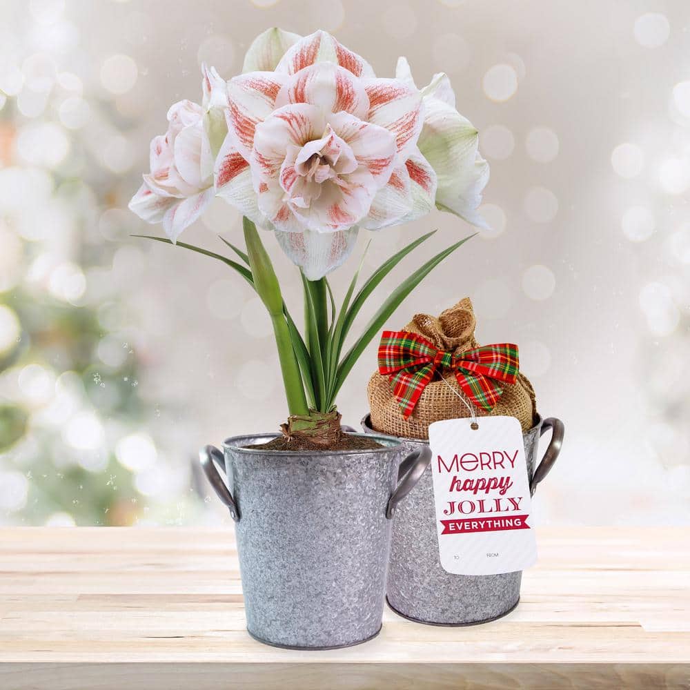  26/28 Cm Galaxy Nymph Double White Amaryllis Bulb Gift Kit With Zinc Container