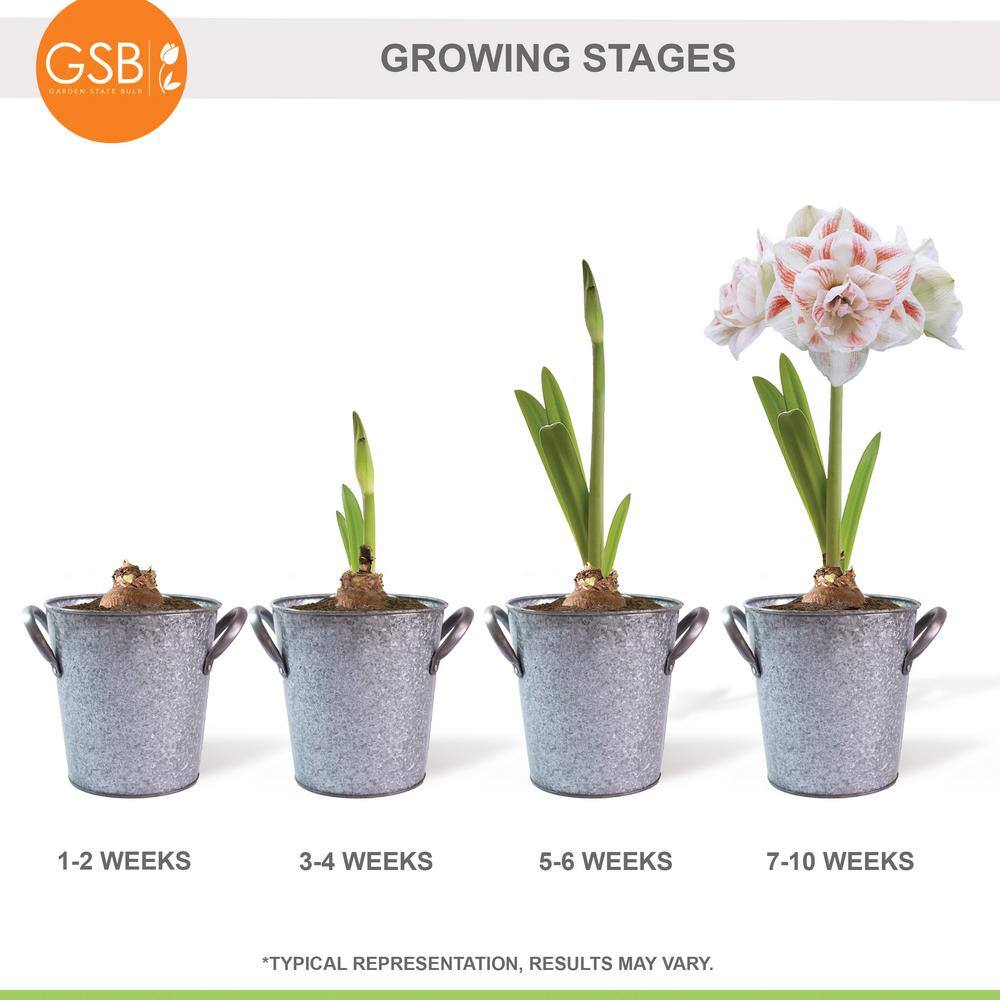  26/28 Cm Galaxy Nymph Double White Amaryllis Bulb Gift Kit With Zinc Container