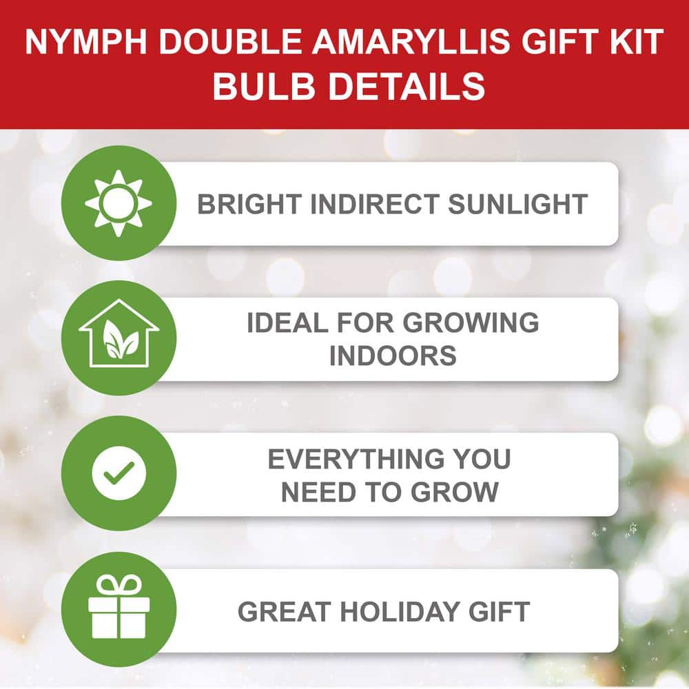  26/28 Cm Galaxy Nymph Double White Amaryllis Bulb Gift Kit With Zinc Container