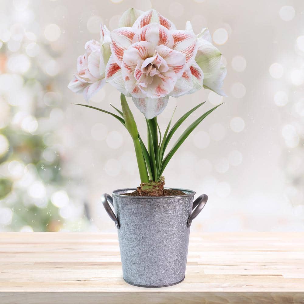  26/28 Cm Galaxy Nymph Double White Amaryllis Bulb Gift Kit With Zinc Container