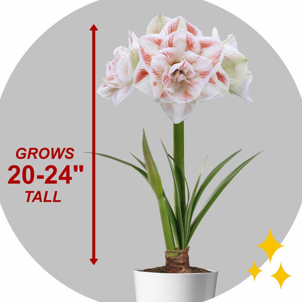  26/28 Cm Galaxy Nymph Double White Amaryllis Flower Bulb (Bag Of 1)
