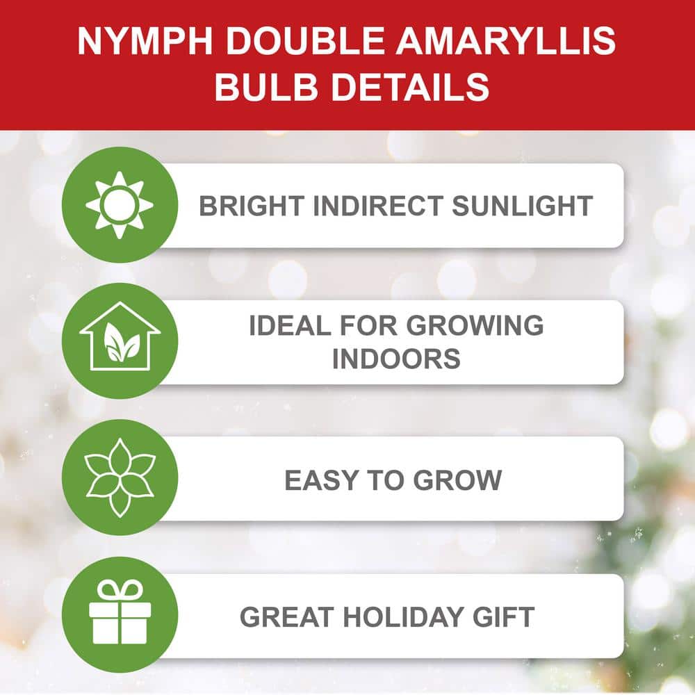  26/28 Cm Galaxy Nymph Double White Amaryllis Flower Bulb (Bag Of 1)
