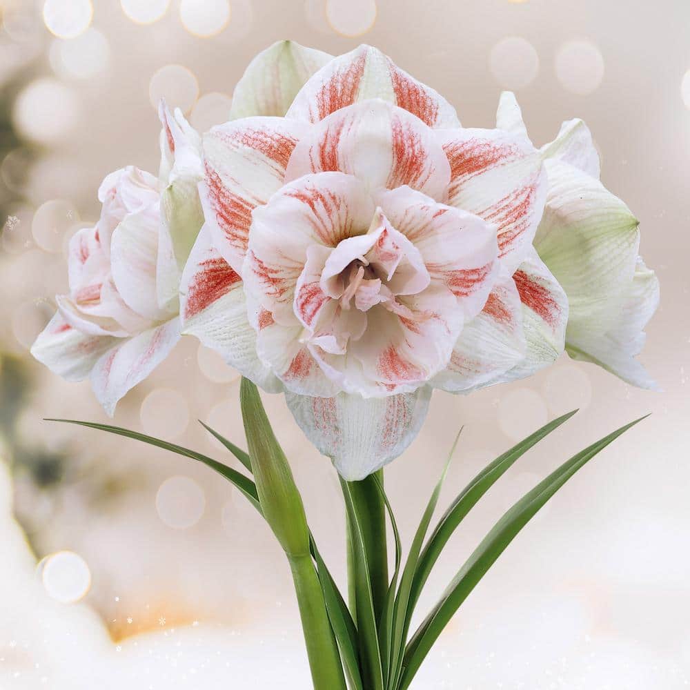  26/28 Cm Galaxy Nymph Double White Amaryllis Flower Bulb (Bag Of 1)