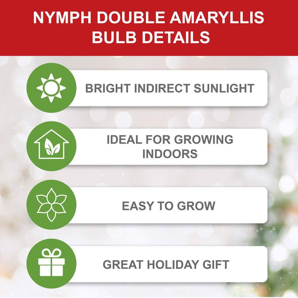  26/28 Cm Galaxy Nymph Double White Amaryllis Flower Bulb (Bag Of 2)