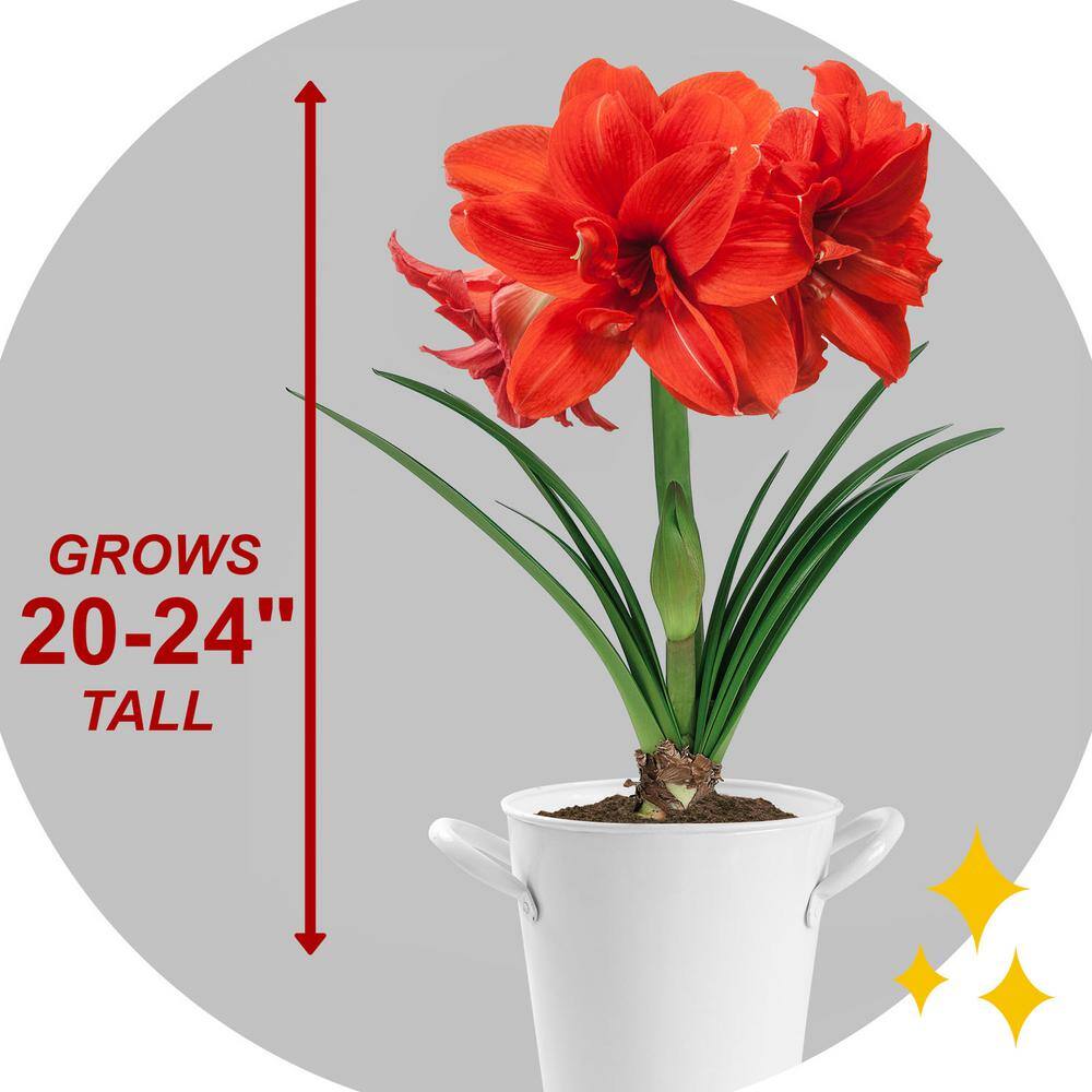  Red Peacock Double Amaryllis Flower Bulb, 26/28cm (Bag Of 1)