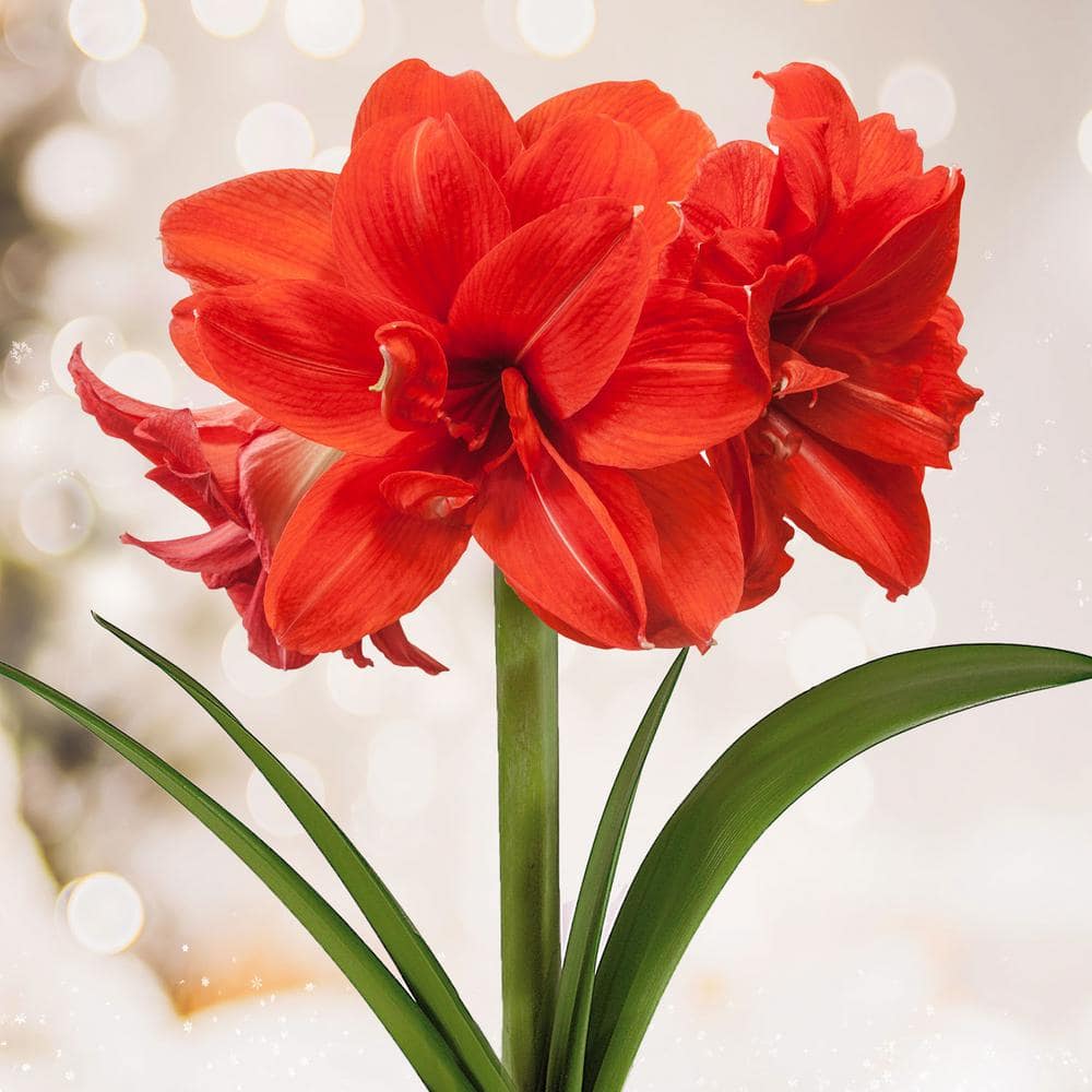  Red Peacock Double Amaryllis Flower Bulb, 26/28cm (Bag Of 1)