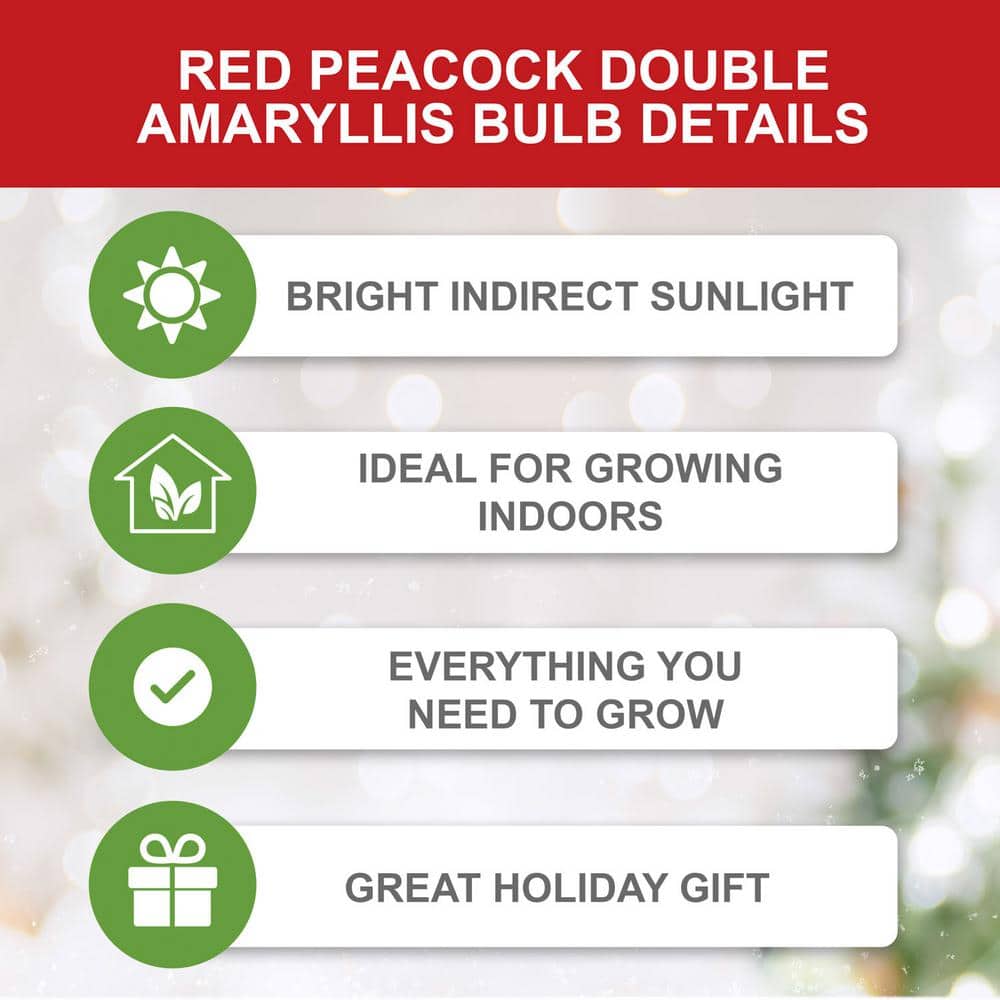  Red Peacock Double Amaryllis Flower Bulb, 26/28cm (Bag Of 1)