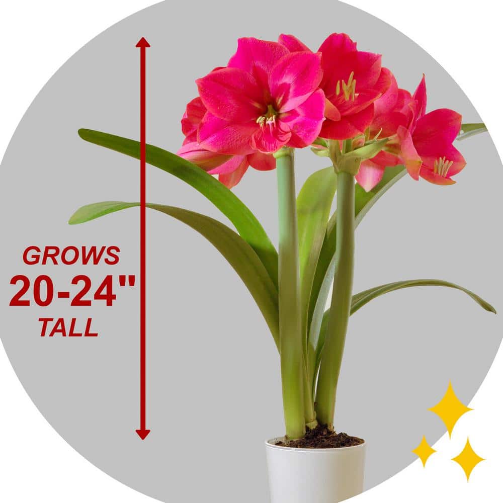  Ice Pink Amaryllis Flower Bulbs, 26/28cm (Bag Of 6)