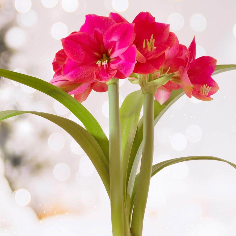  Ice Pink Amaryllis Flower Bulbs, 26/28cm (Bag Of 6)