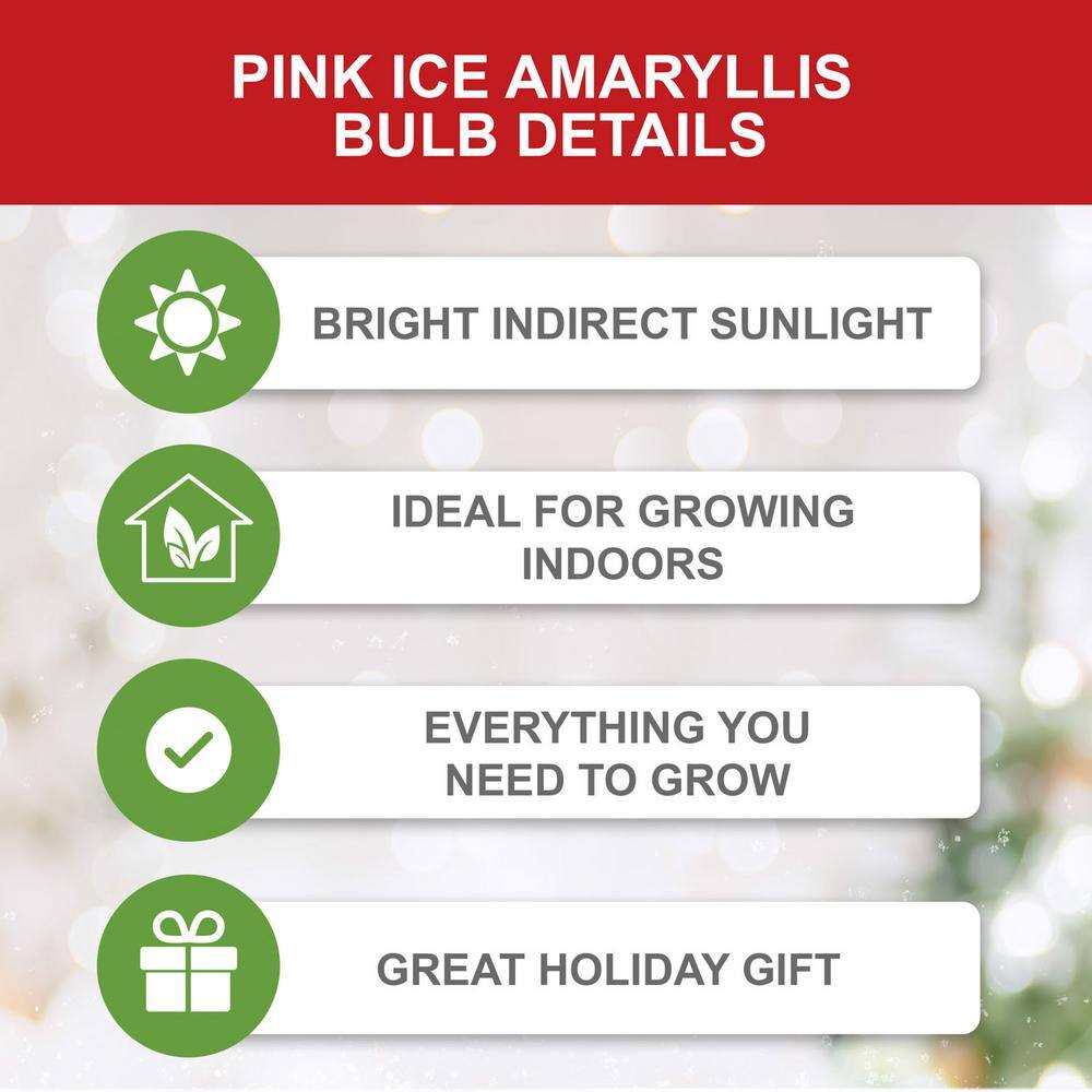  Ice Pink Amaryllis Flower Bulbs, 26/28cm (Bag Of 6)