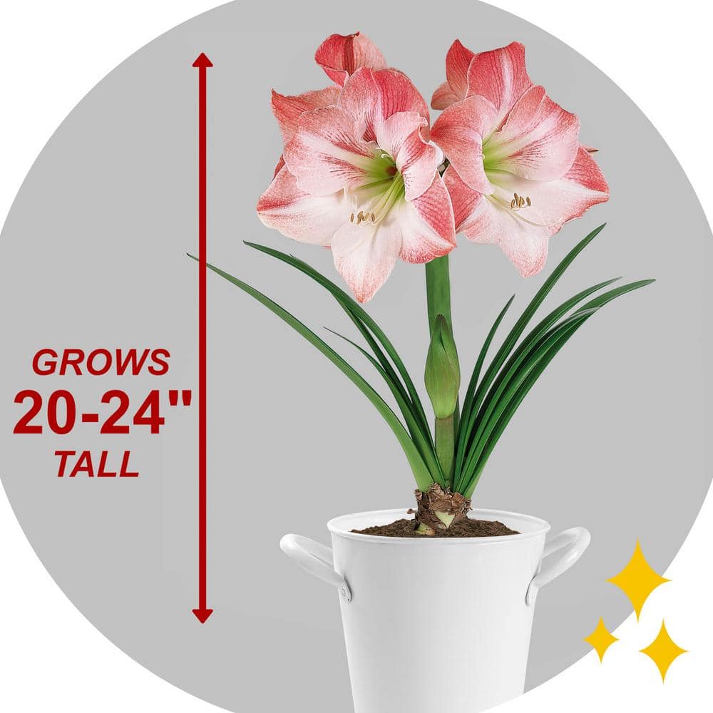  Apple Blossom Amaryllis Flower Bulbs, 28/30 Cm (Bag Of 3)