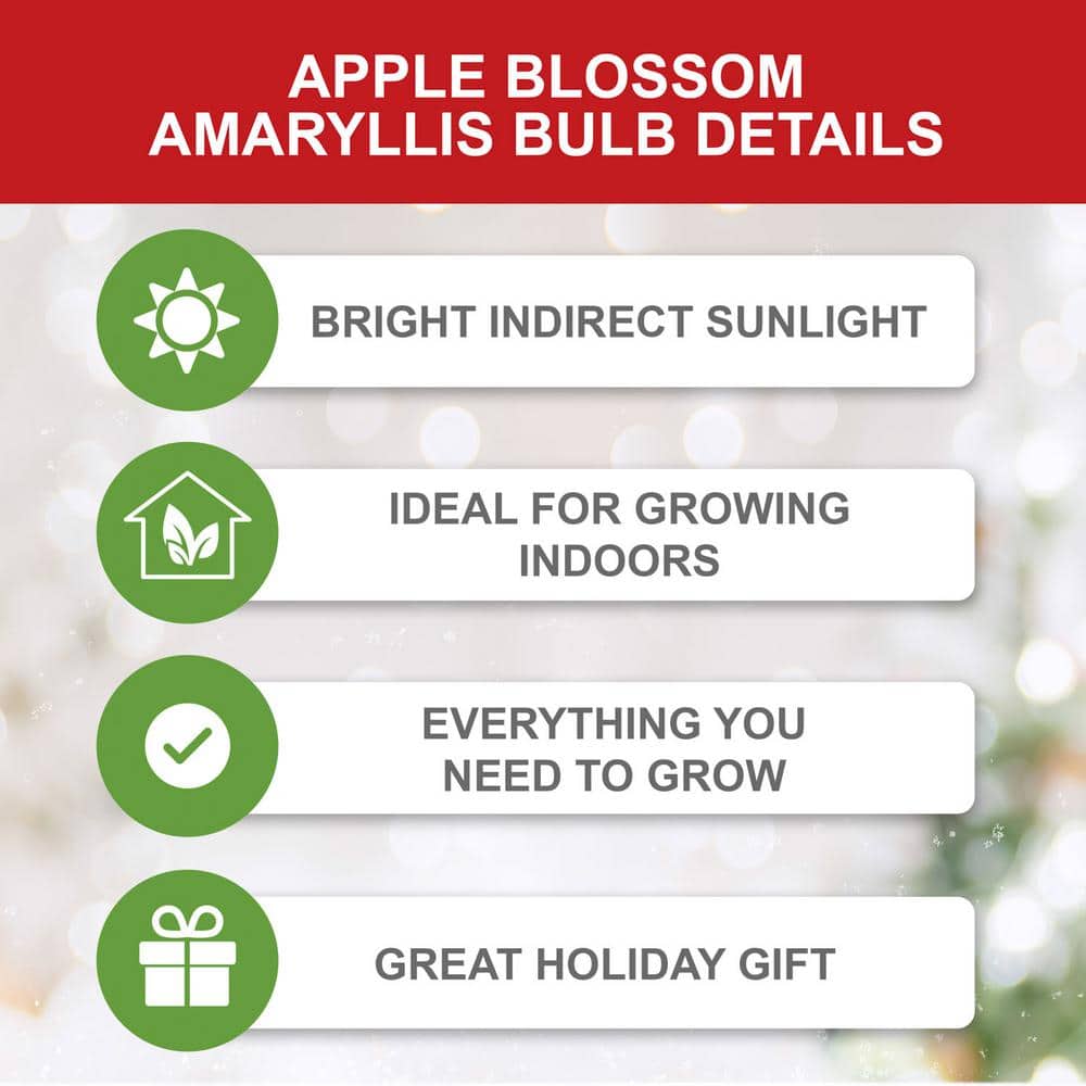  Apple Blossom Amaryllis Flower Bulbs, 28/30 Cm (Bag Of 3)