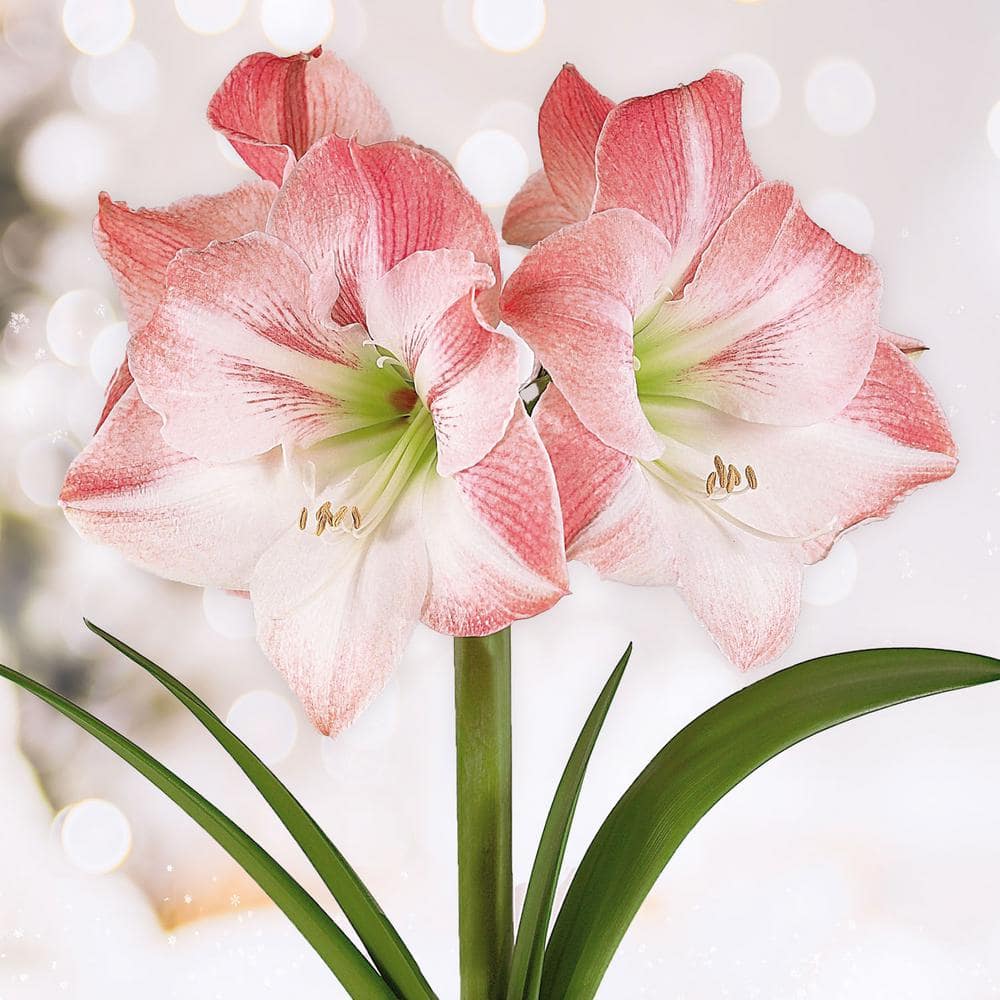  Apple Blossom Amaryllis Flower Bulbs, 28/30 Cm (Bag Of 6)