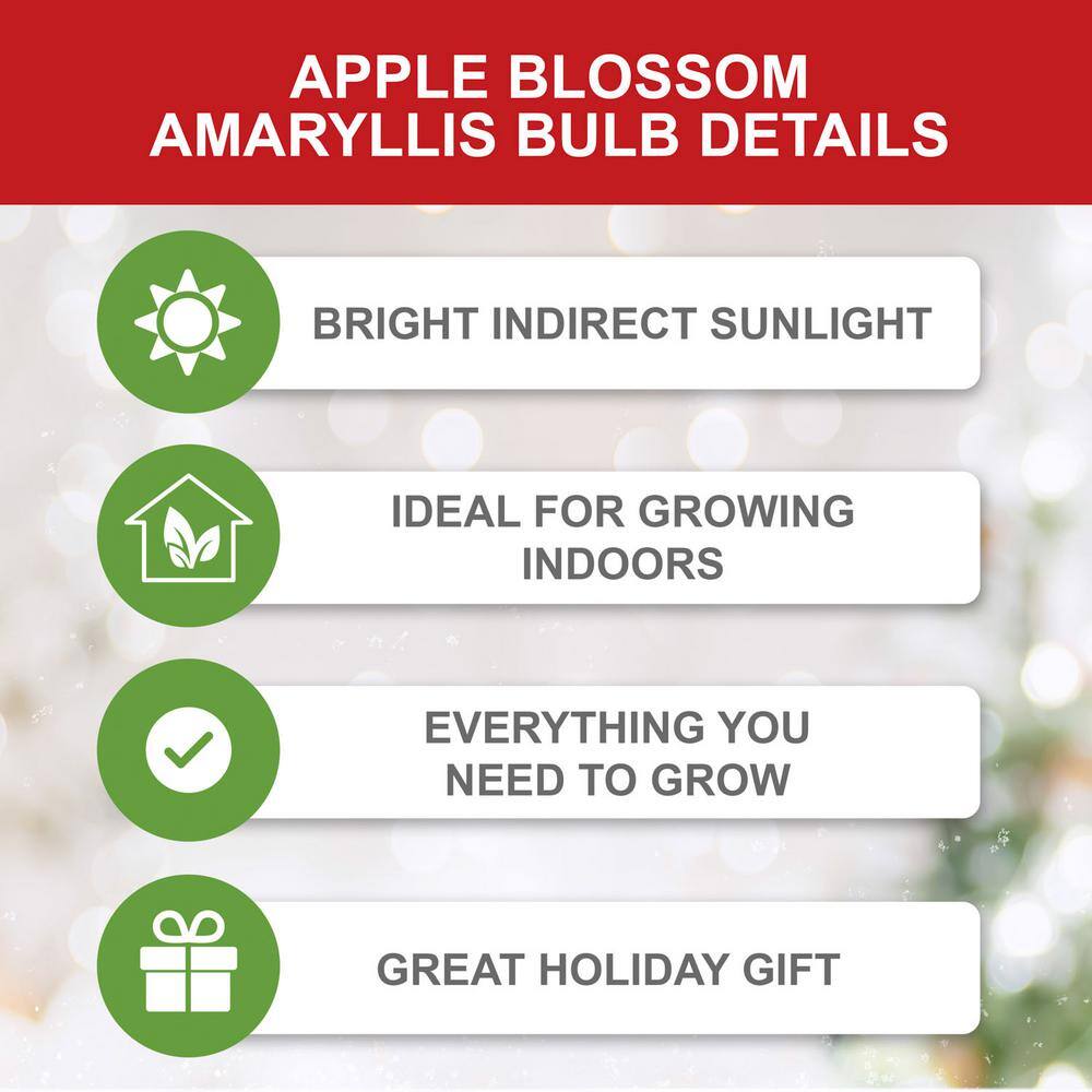  Apple Blossom Amaryllis Flower Bulbs, 28/30 Cm (Bag Of 6)