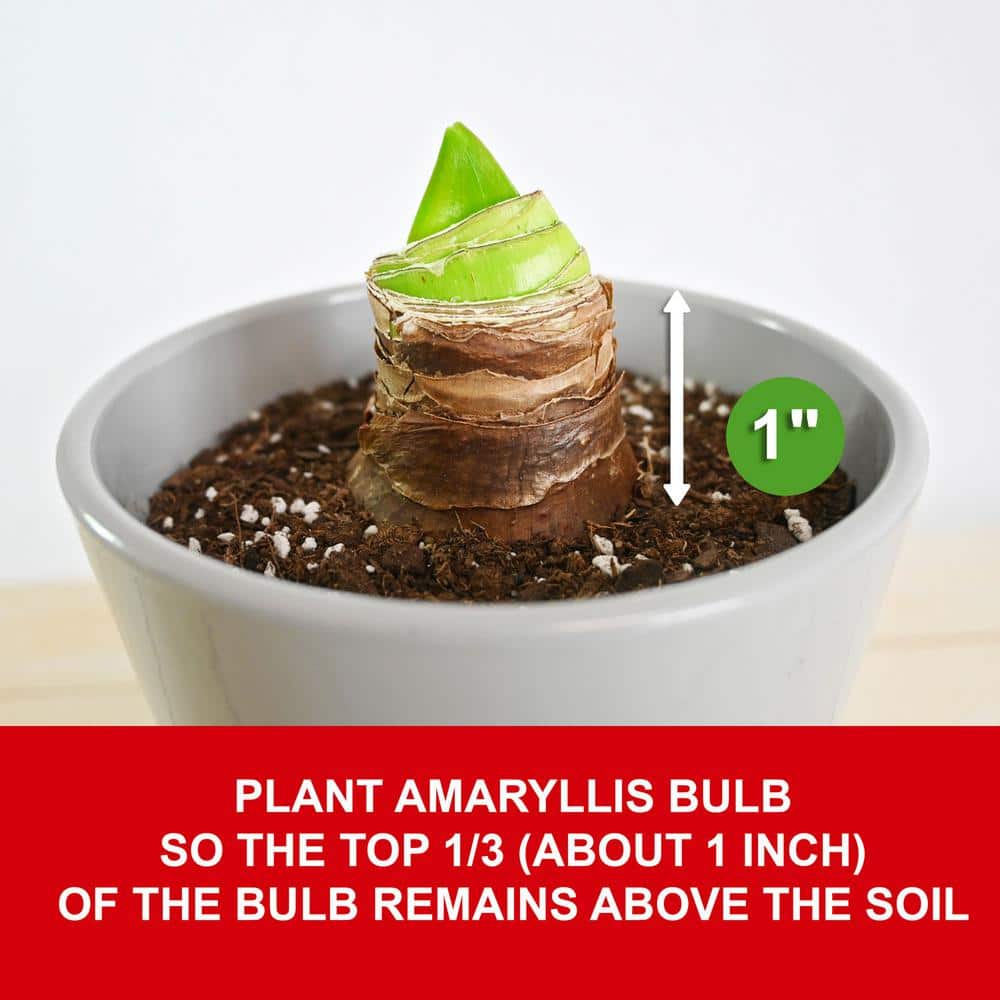  White Christmas Amaryllis Flower Bulbs, 28/30cm (Bag Of 3)
