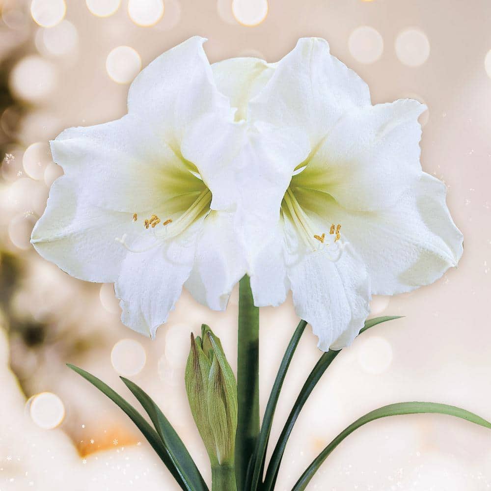  White Christmas Amaryllis Flower Bulbs, 28/30cm (Bag Of 3)