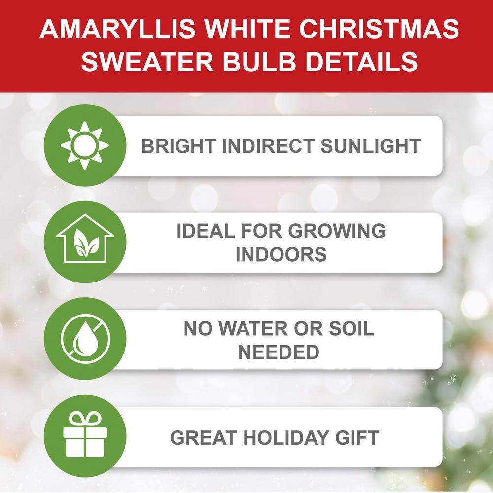  White Christmas Amaryllis Flower Bulbs, 28/30cm (Bag Of 3)