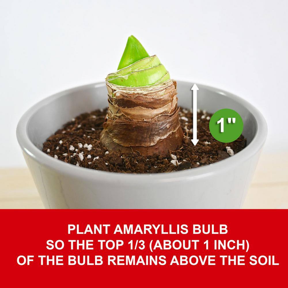 White Christmas Amaryllis Flower Bulbs, 28/30cm (Bag Of 6)