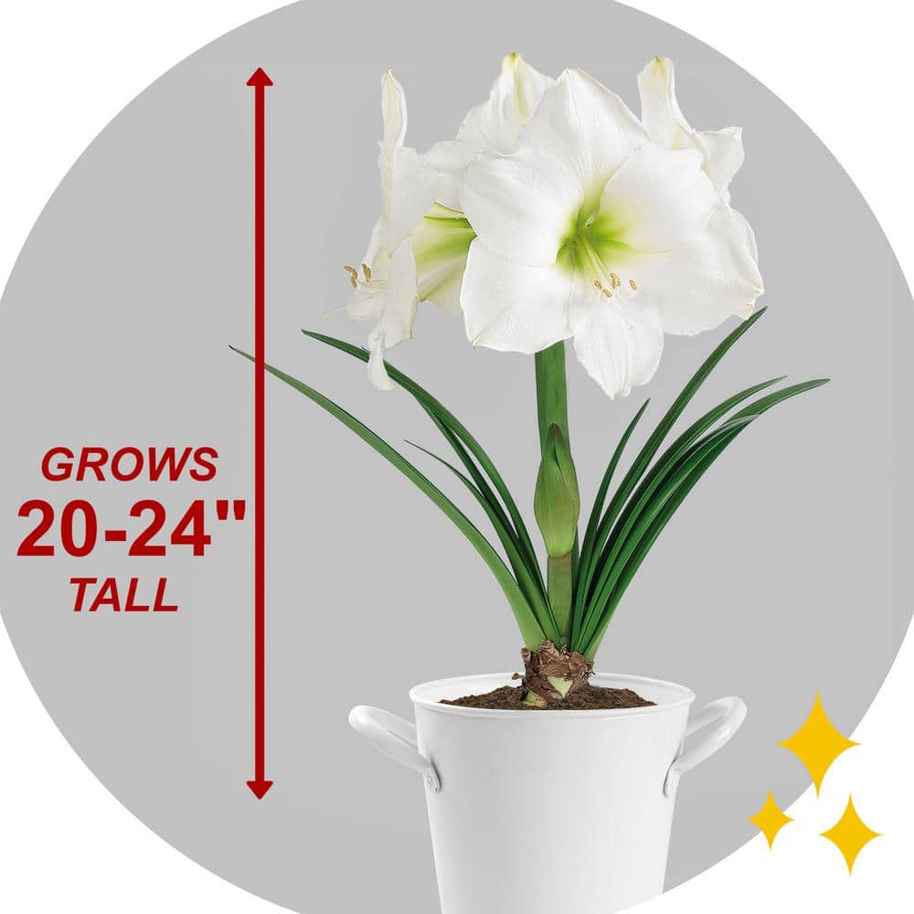  White Christmas Amaryllis Flower Bulbs, 28/30cm (Bag Of 6)