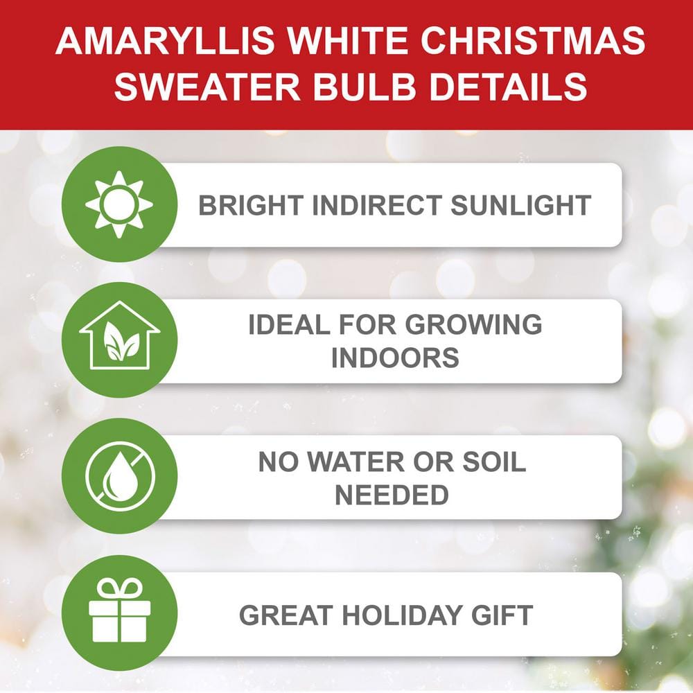  White Christmas Amaryllis Flower Bulbs, 28/30cm (Bag Of 6)
