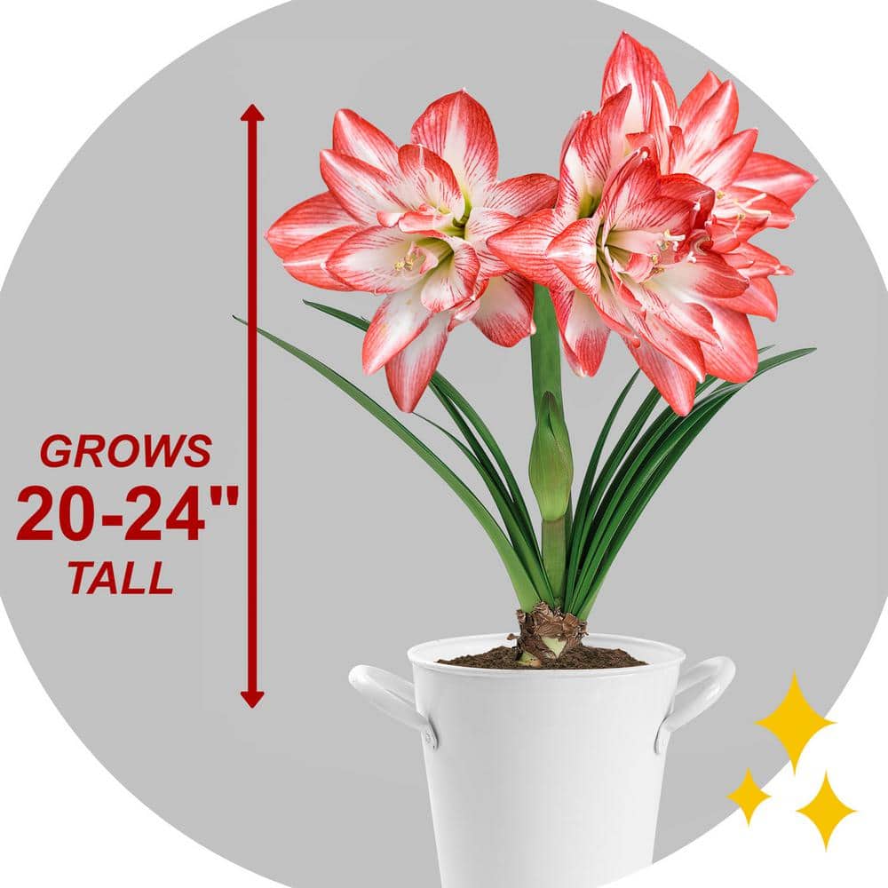  26/28cm, Blossom Peacock Double Amaryllis Flower Bulb (Bag Of 1)
