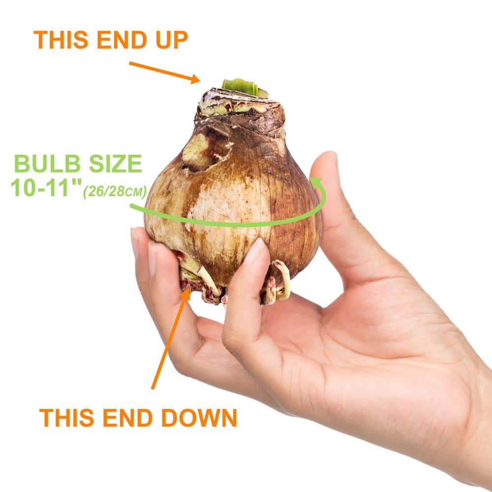  26/28cm, Blossom Peacock Double Amaryllis Flower Bulb (Bag Of 1)