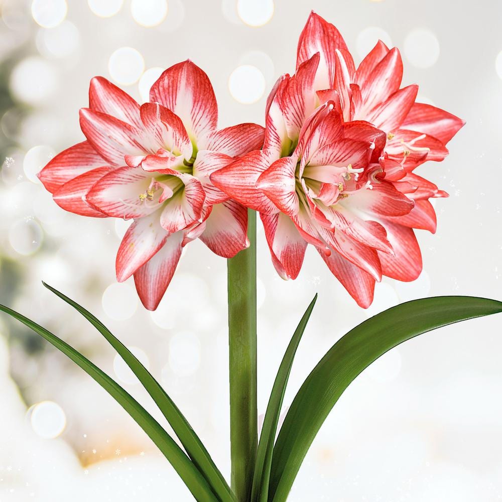  26/28cm, Blossom Peacock Double Amaryllis Flower Bulb (Bag Of 1)