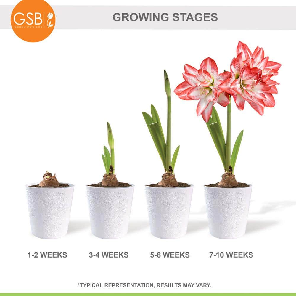  26/28cm, Blossom Peacock Double Amaryllis Flower Bulb (Bag Of 2)