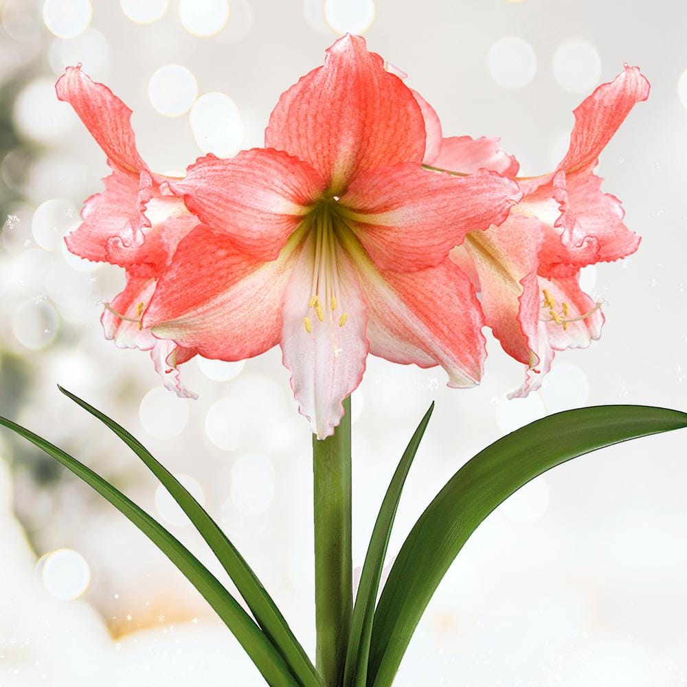  26/28cm, Tinkerbell Amaryllis Flower Bulbs (Bag Of 3)