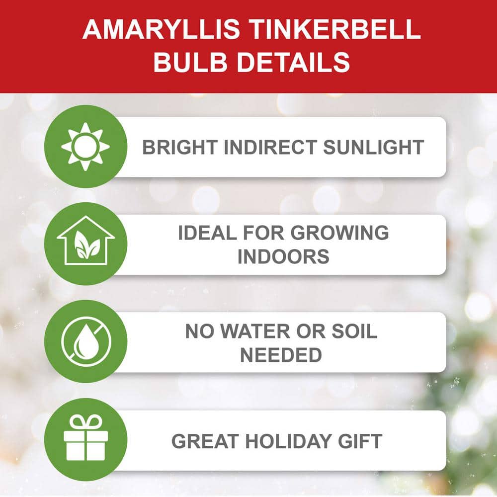  26/28cm, Tinkerbell Amaryllis Flower Bulbs (Bag Of 3)