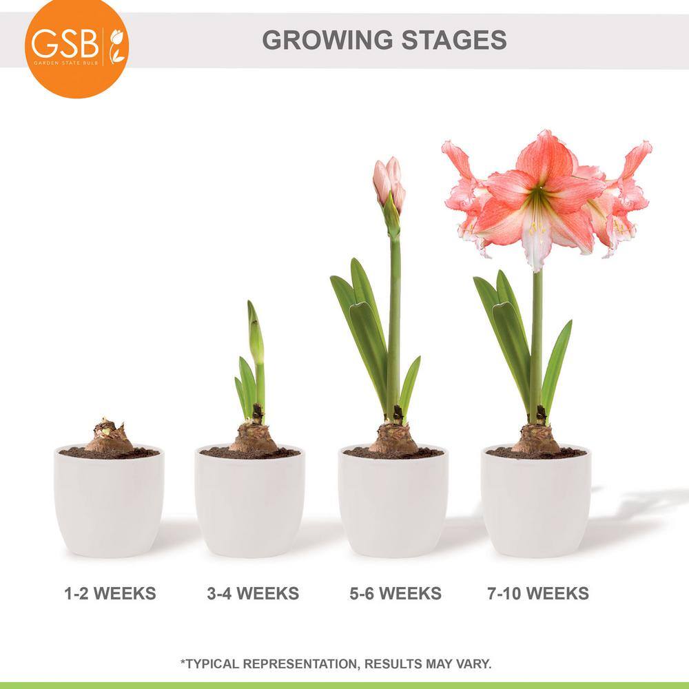  26/28cm, Tinkerbell Amaryllis Flower Bulbs (Bag Of 3)