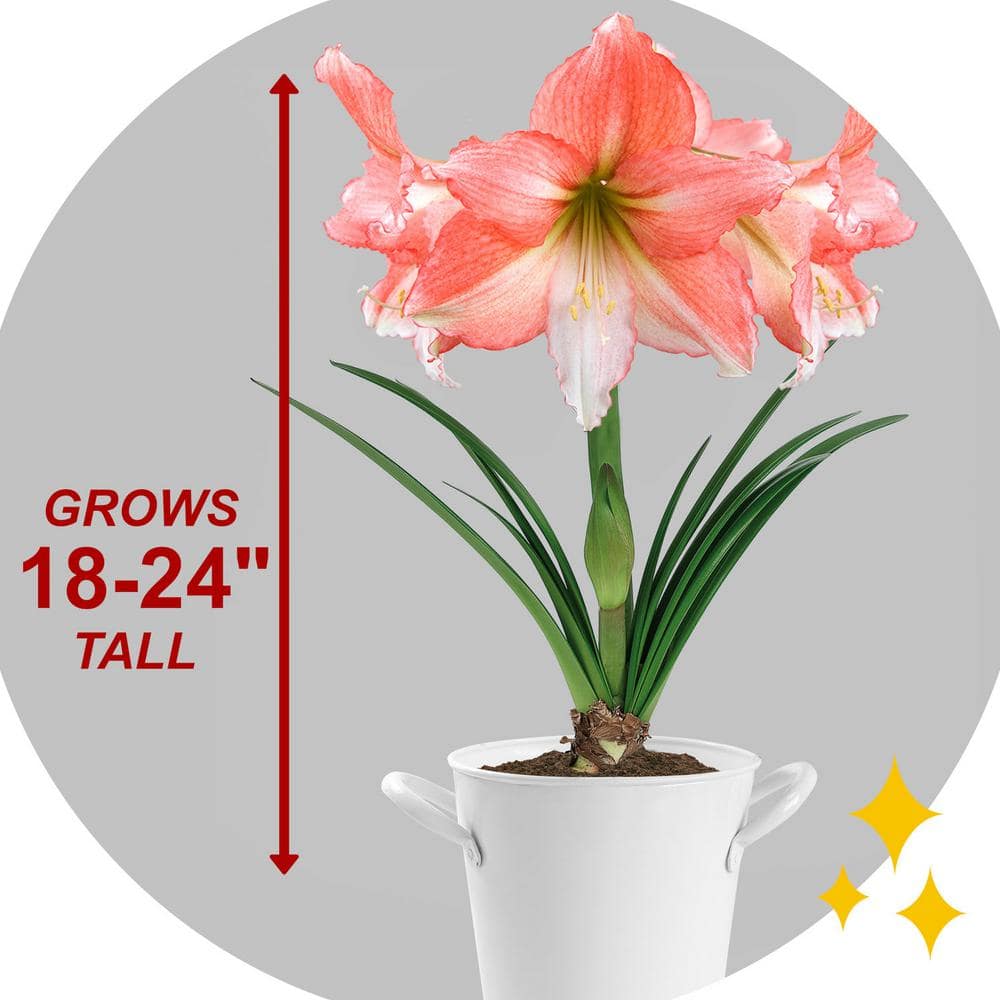  26/28cm, Tinkerbell Amaryllis Flower Bulbs (Bag Of 6)
