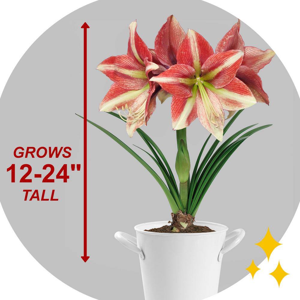  26/28cm, Opal Star Amaryllis Flower Bulbs (Bag Of 3)