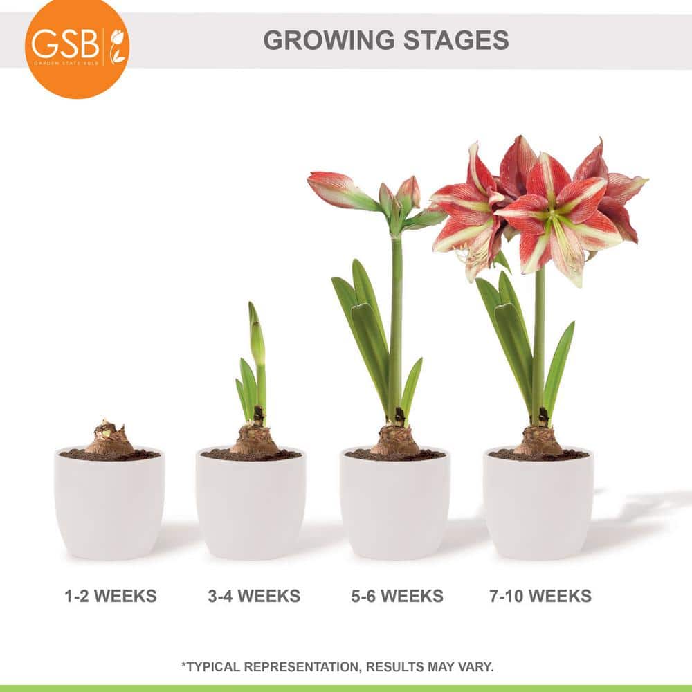  26/28cm, Opal Star Amaryllis Flower Bulbs (Bag Of 3)