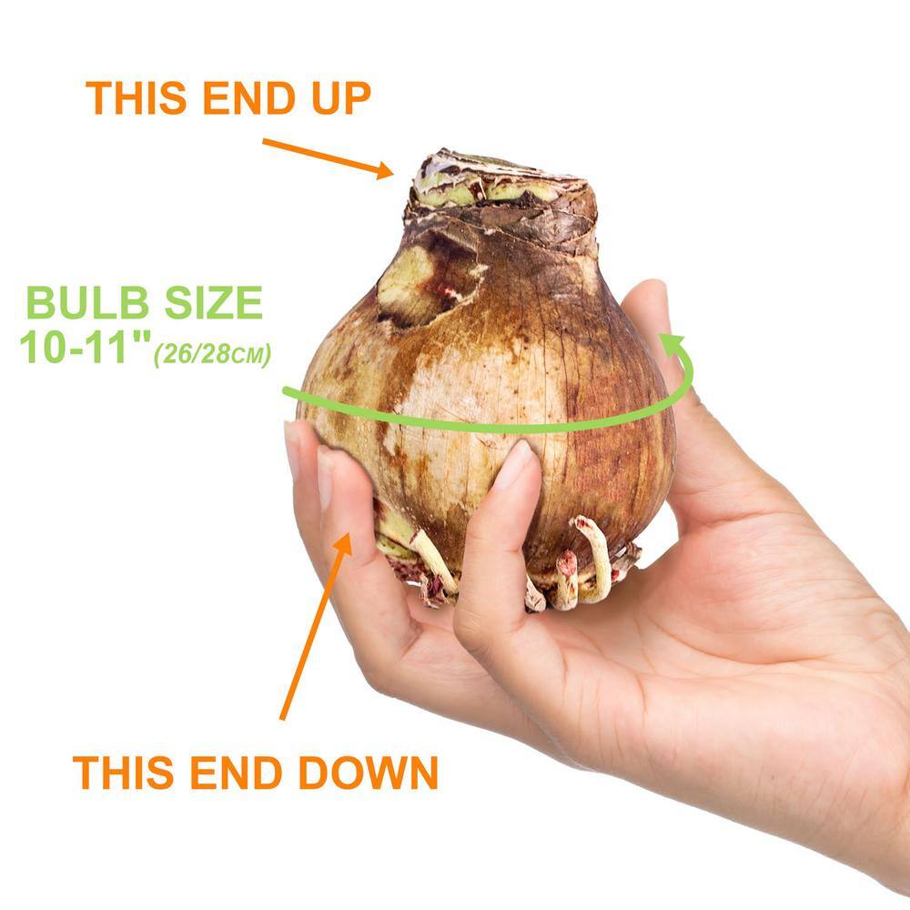  26/28cm, Opal Star Amaryllis Flower Bulbs (Bag Of 6)