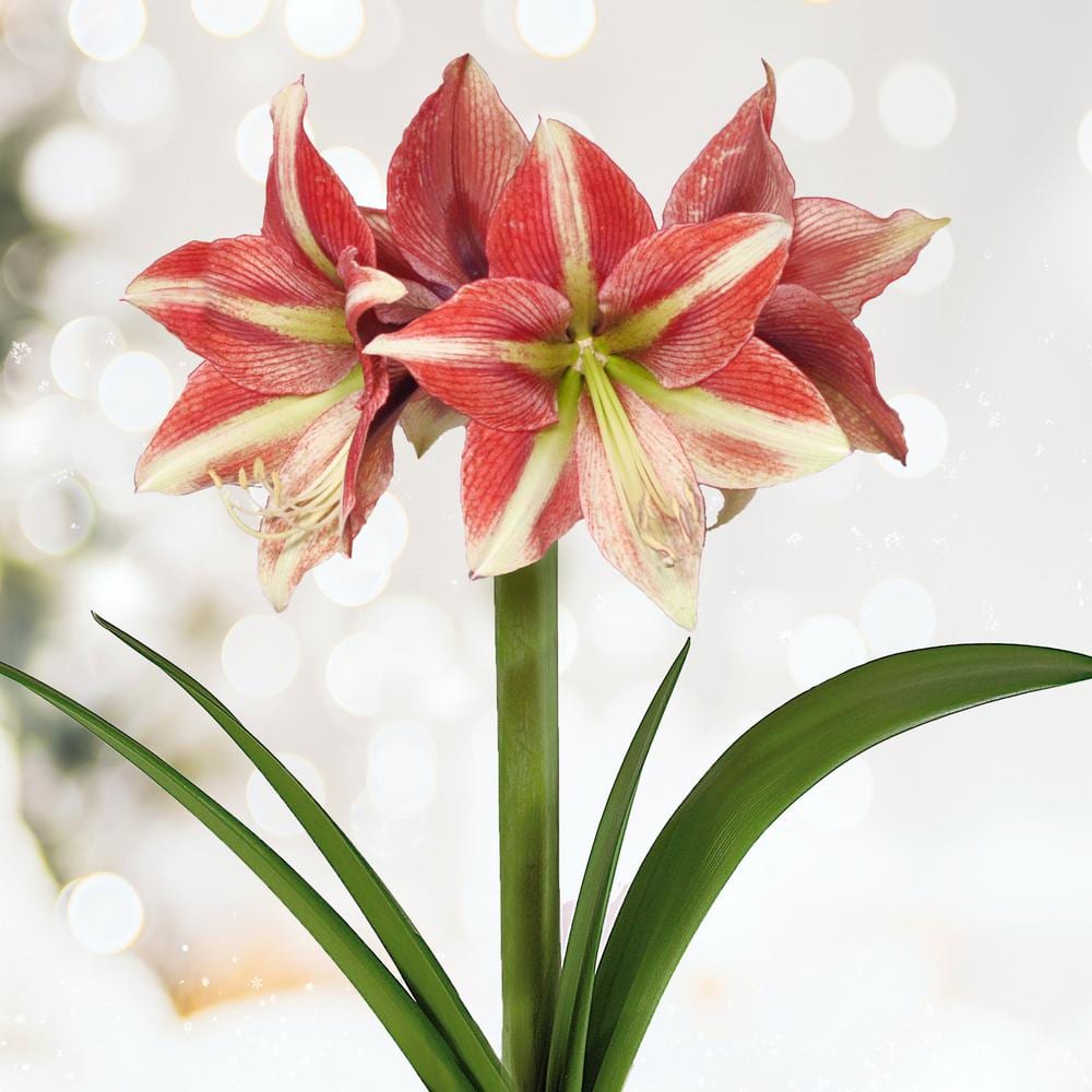  26/28cm, Opal Star Amaryllis Flower Bulbs (Bag Of 6)