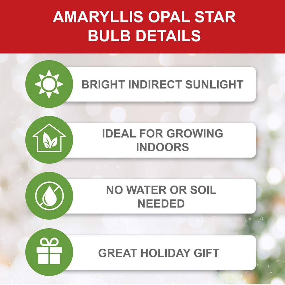  26/28cm, Opal Star Amaryllis Flower Bulbs (Bag Of 6)