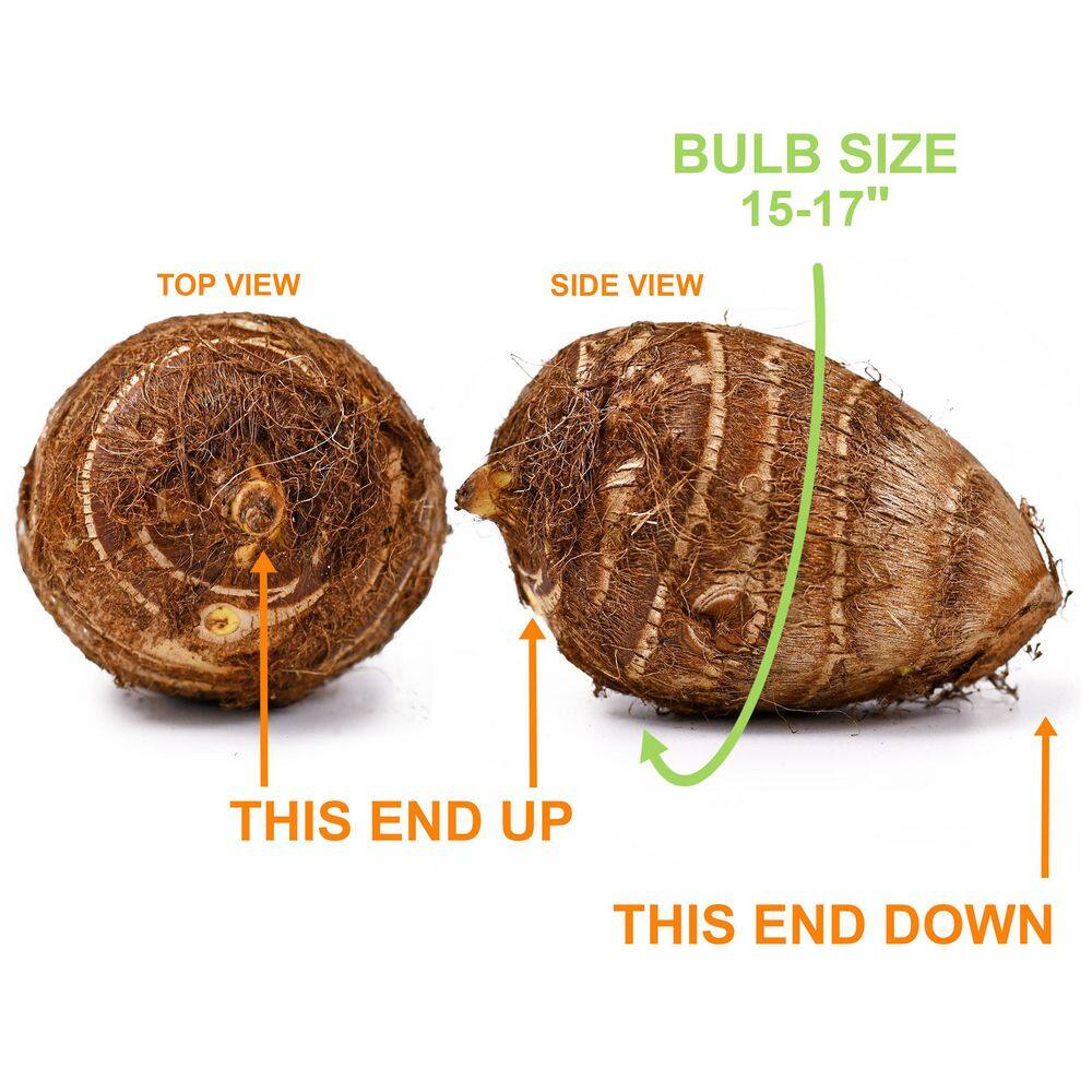  15/17 In. Giant Mammoth Elephant Ear Bulbs (Bag Of 1)