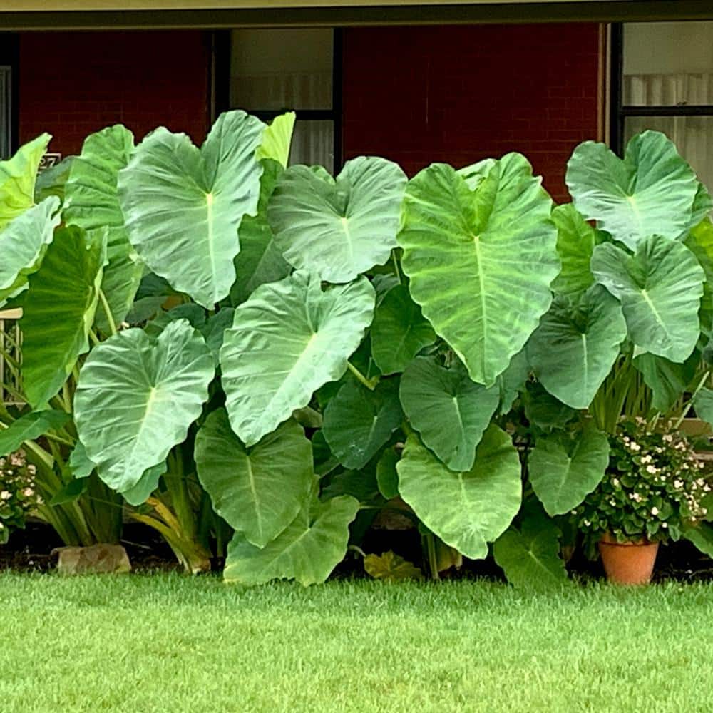  15/17 In. Giant Mammoth Elephant Ear Bulbs (Bag Of 1)