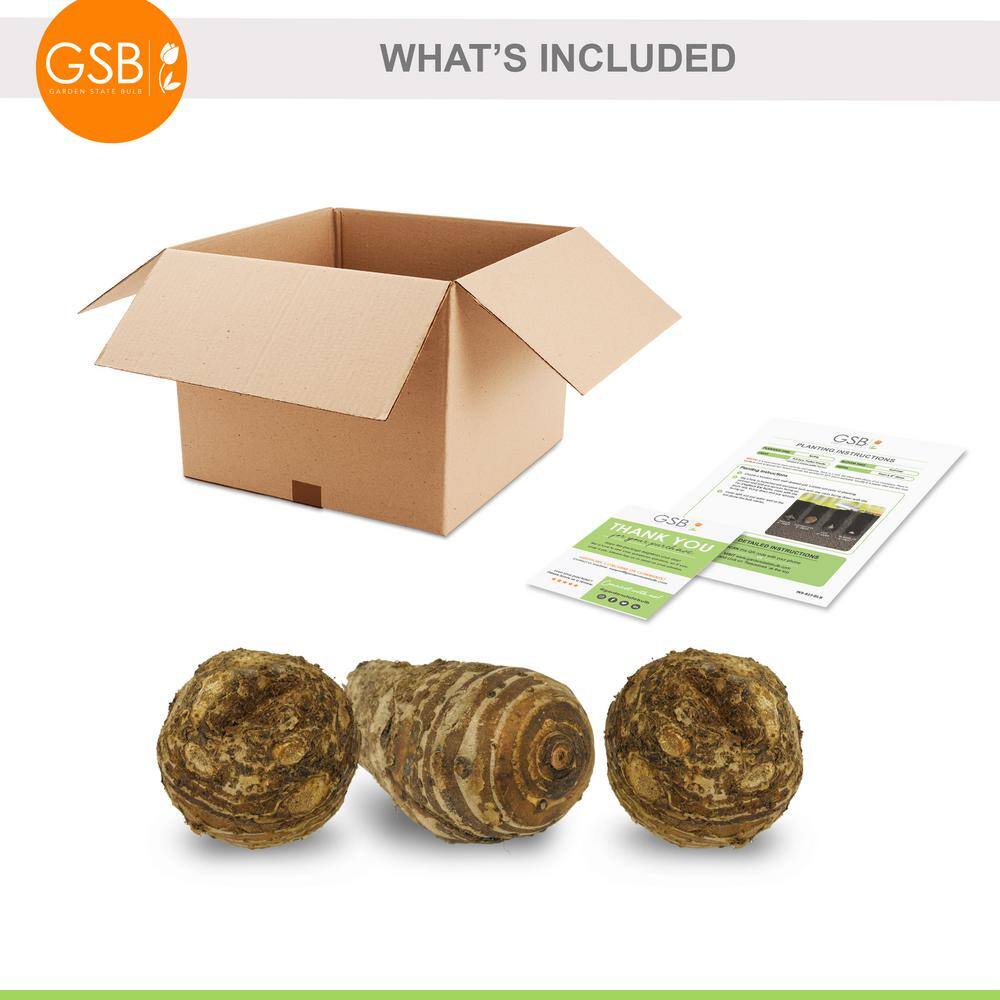  15/17 In. Giant Mammoth Elephant Ear Bulbs (Bag Of 3)