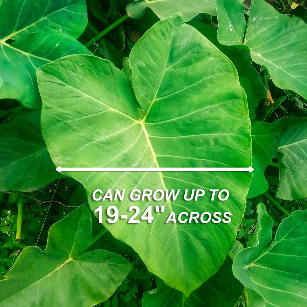  15/17 In. Giant Mammoth Elephant Ear Bulbs (Bag Of 5)