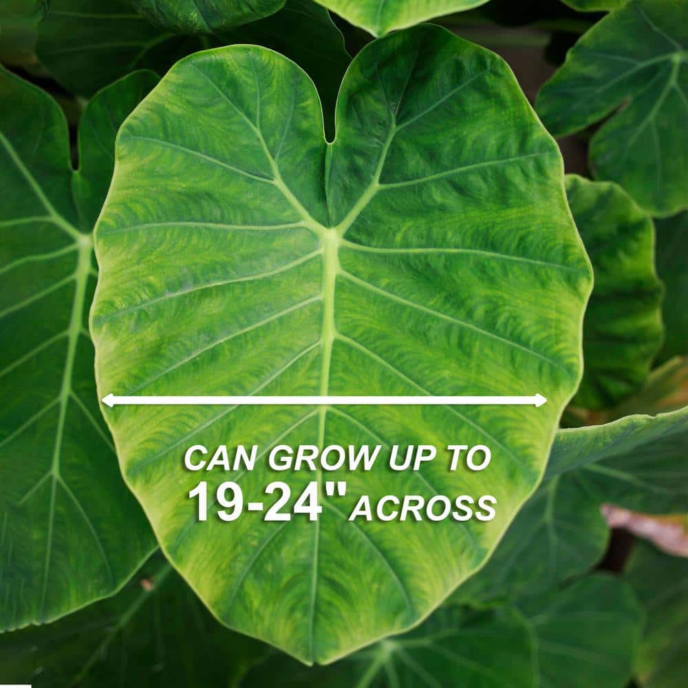  7/9 In. Colocasia Esculenta Elephant Ear Bulbs (Bag Of 10)