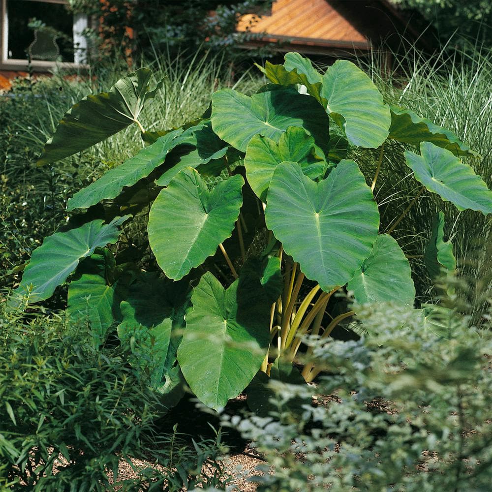  7/9 In. Colocasia Esculenta Elephant Ear Bulbs (Bag Of 10)