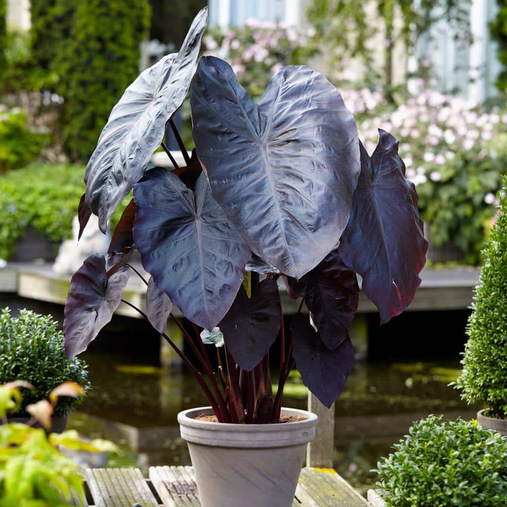  5/7 In., Black Magic Elephant Ear Bulbs (Bag Of 1)