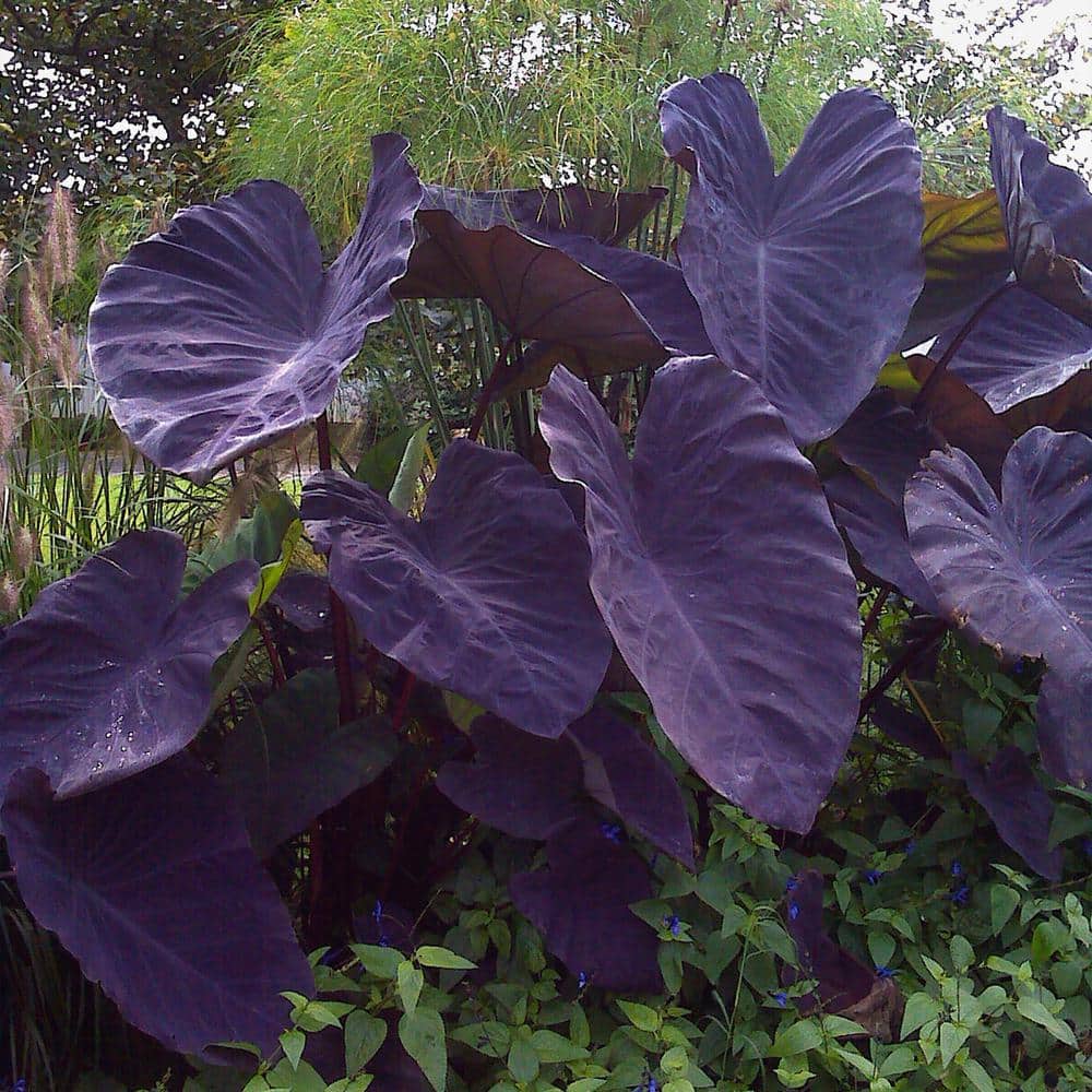  5/7 In., Black Magic Elephant Ear Bulbs (Bag Of 3)