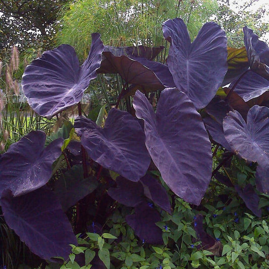  5/7 In., Black Magic Elephant Ear Bulbs (Bag Of 3)