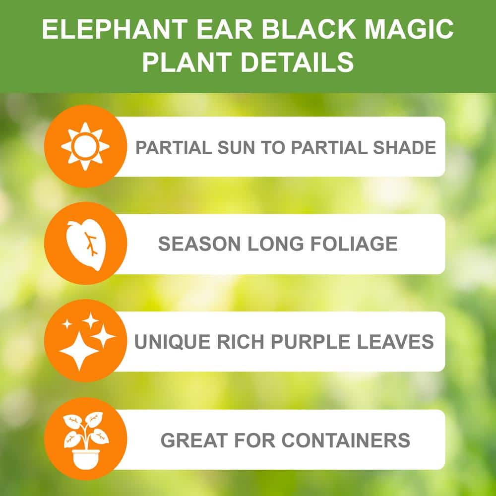  5/7 In., Black Magic Elephant Ear Bulbs (Bag Of 3)