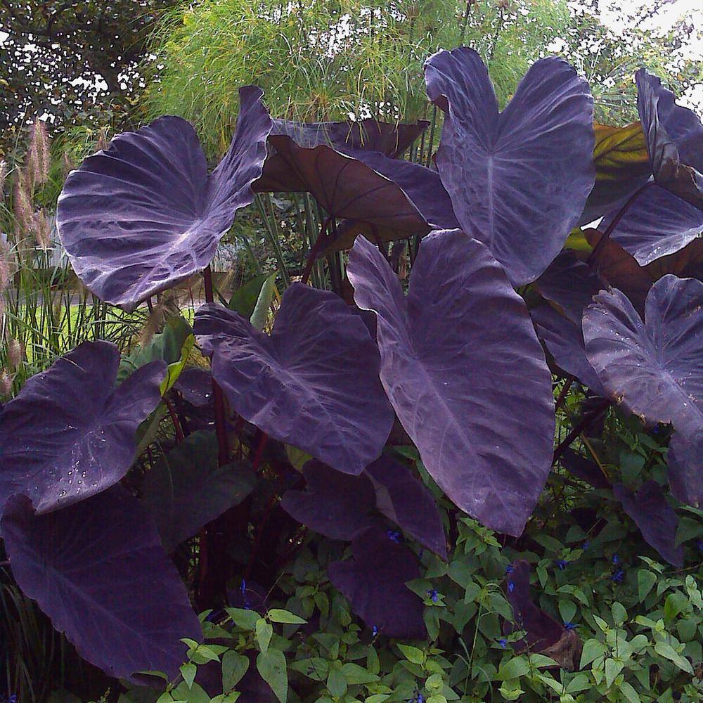  5/7 In., Black Magic Elephant Ear Bulbs (Bag Of 5)